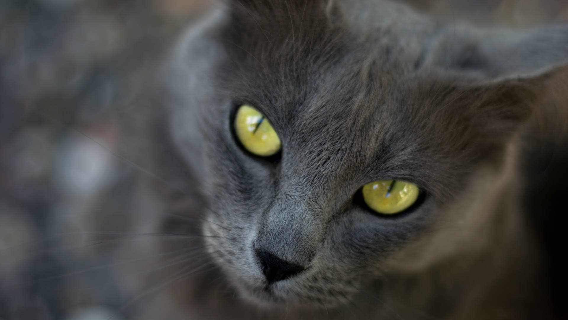 eyes, Cat, Animals Wallpaper