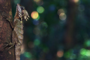 nature, Animals, Trees, Forest, Bokeh, Reptiles, Depth of field
