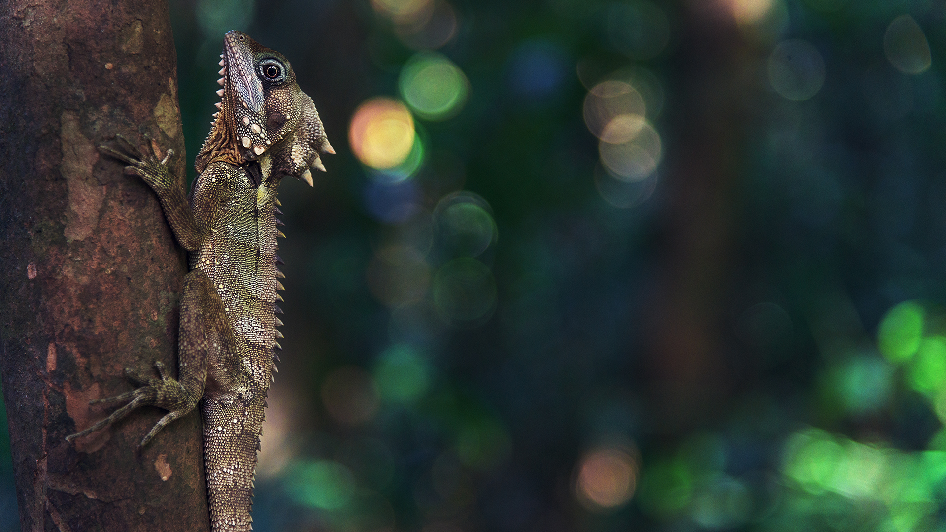 nature, Animals, Trees, Forest, Bokeh, Reptiles, Depth of field Wallpaper
