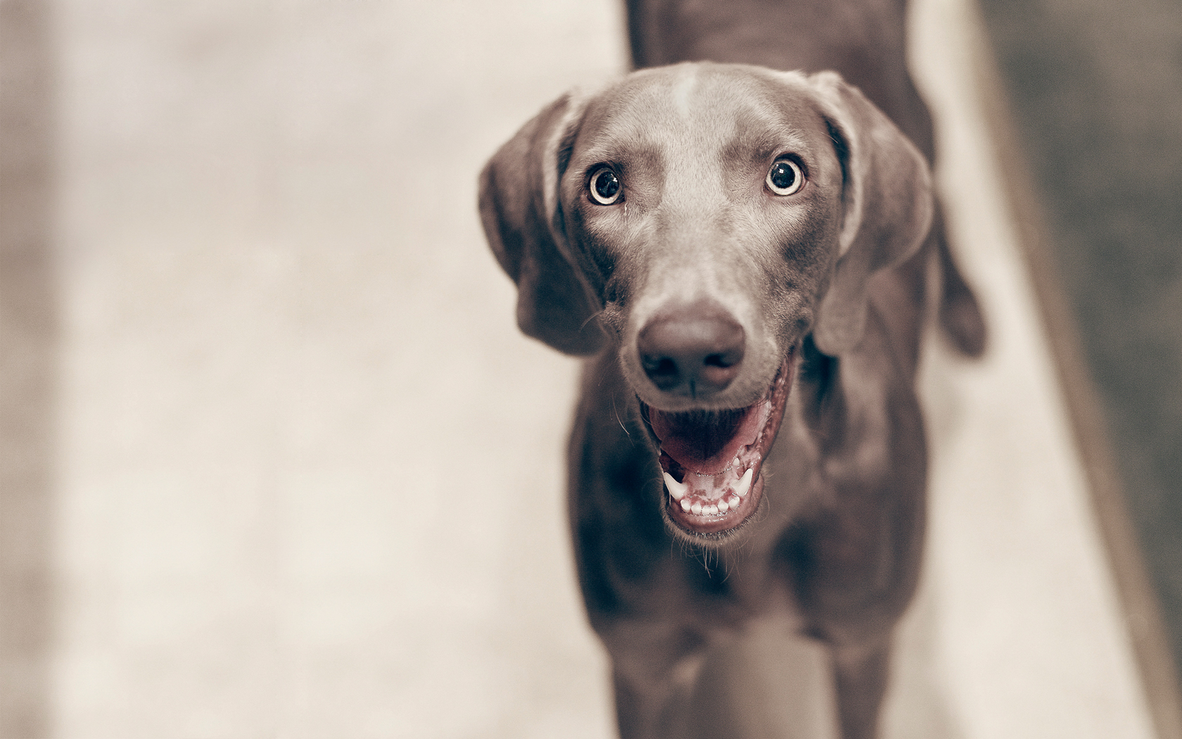 dog, Smiling, Macro Wallpaper