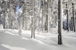 snow, Ice, Winter, Nature, Trees