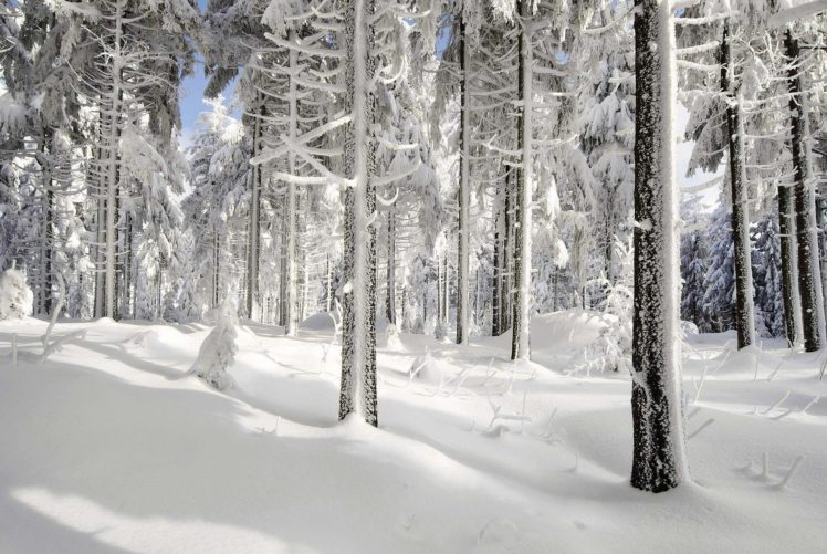snow, Ice, Winter, Nature, Trees HD Wallpaper Desktop Background