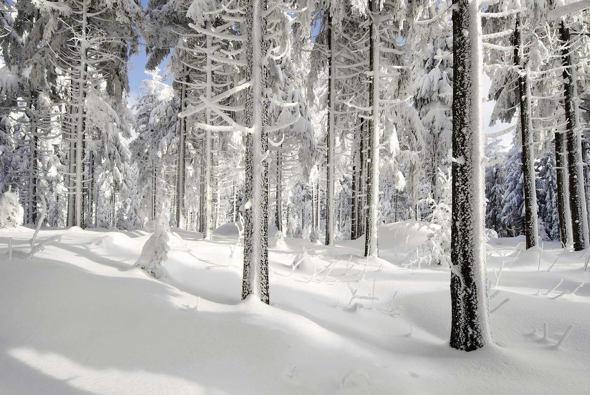 snow, Ice, Winter, Nature, Trees Wallpaper