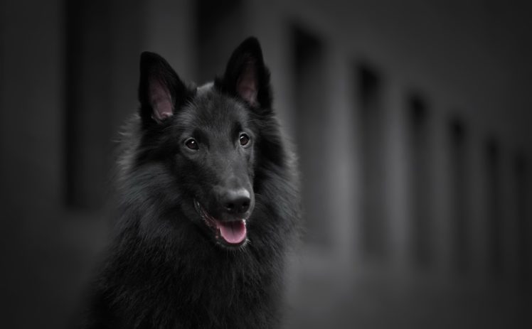 dog, Animals HD Wallpaper Desktop Background