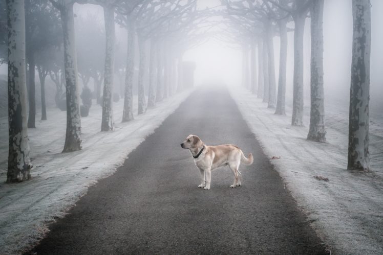 dog, Animals, Trees, Winter, Snow HD Wallpaper Desktop Background