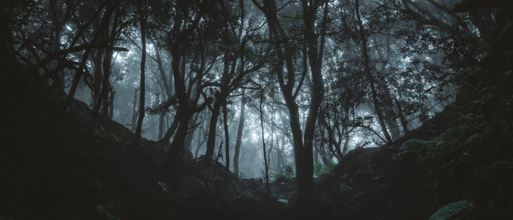 500px, Dark, Forest, Trees Wallpapers HD / Desktop and Mobile Backgrounds