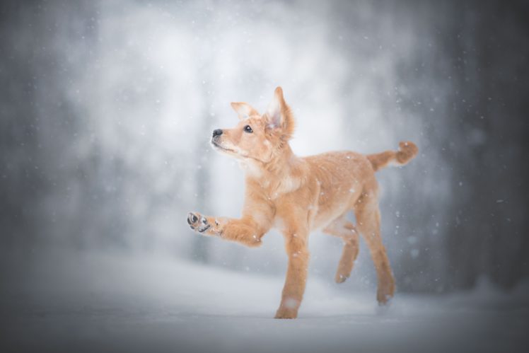 winter, Snow, Dog, Animals HD Wallpaper Desktop Background