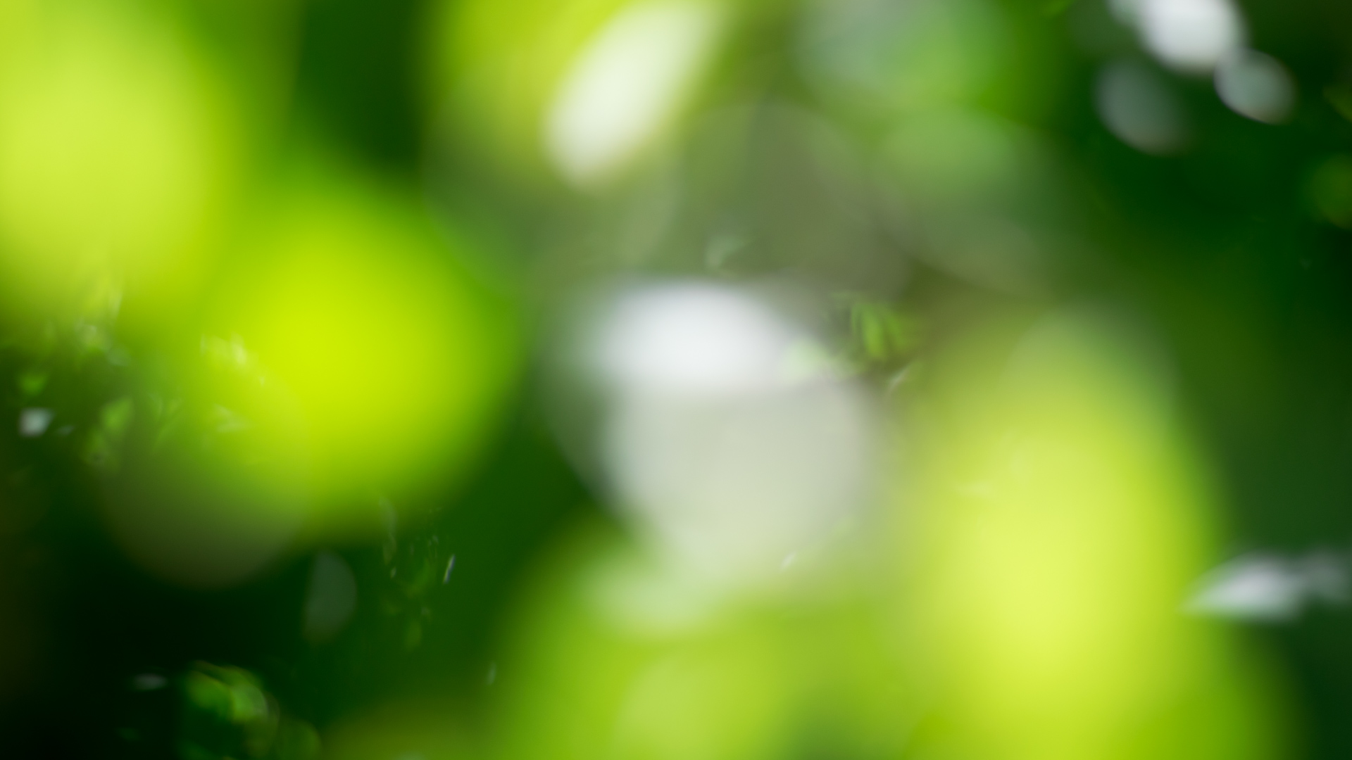 nature, Plants Wallpaper