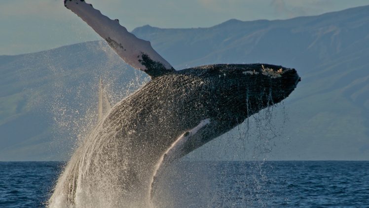 landscape, Whale, Nature, Sea HD Wallpaper Desktop Background