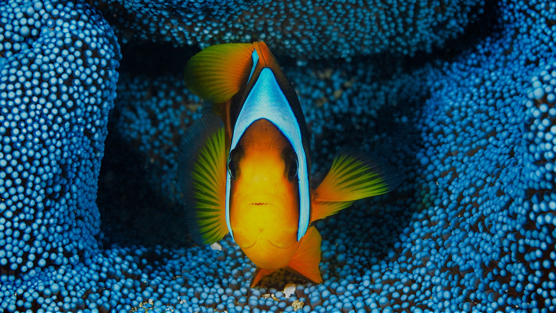 fish, Underwater Wallpaper