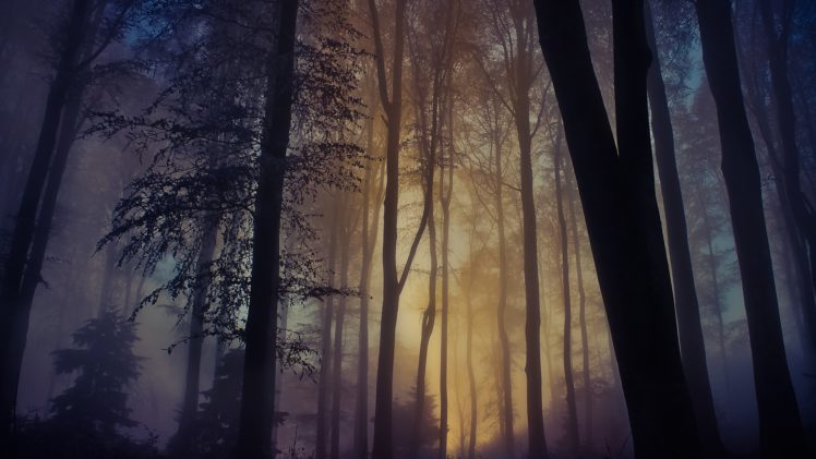 landscape, Trees, Mist HD Wallpaper Desktop Background
