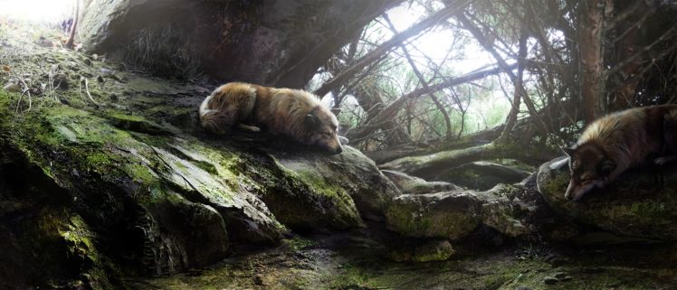 nature, Wolf, Sleeping HD Wallpaper Desktop Background