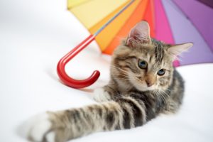 white, Colorful, Umbrella, Cat, Animals
