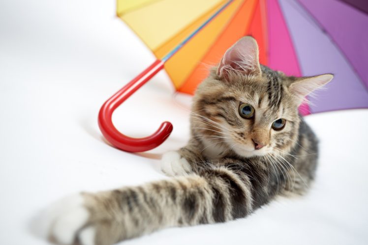 white, Colorful, Umbrella, Cat, Animals HD Wallpaper Desktop Background