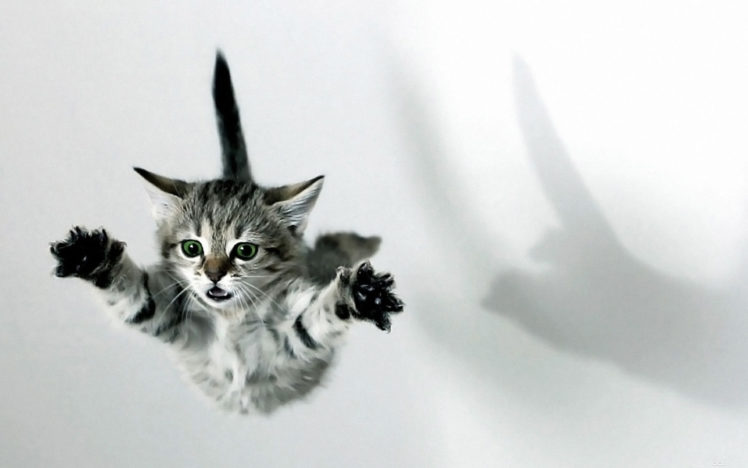 cat, Kittens, Fall, Jumping HD Wallpaper Desktop Background