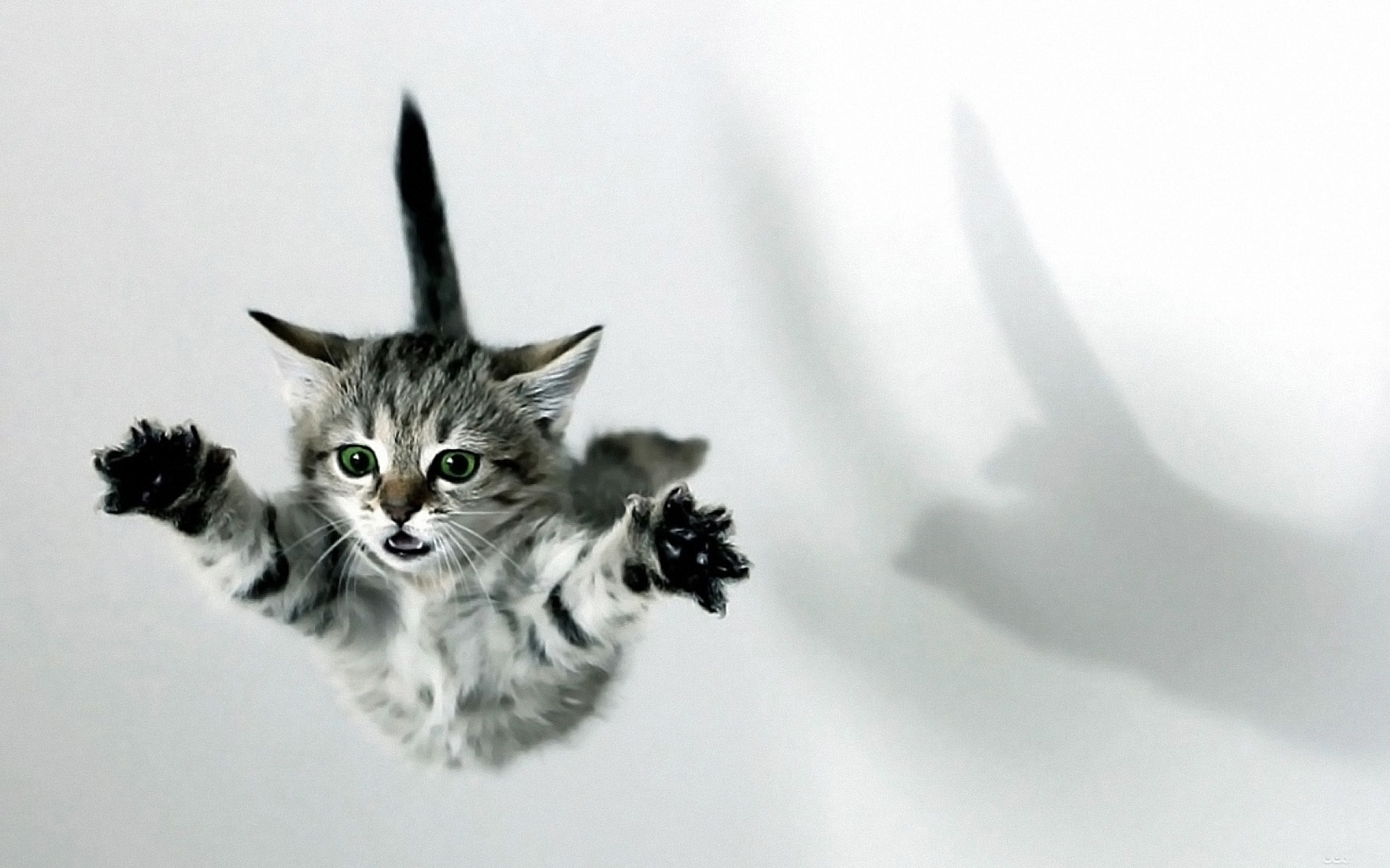 cat, Kittens, Fall, Jumping Wallpaper