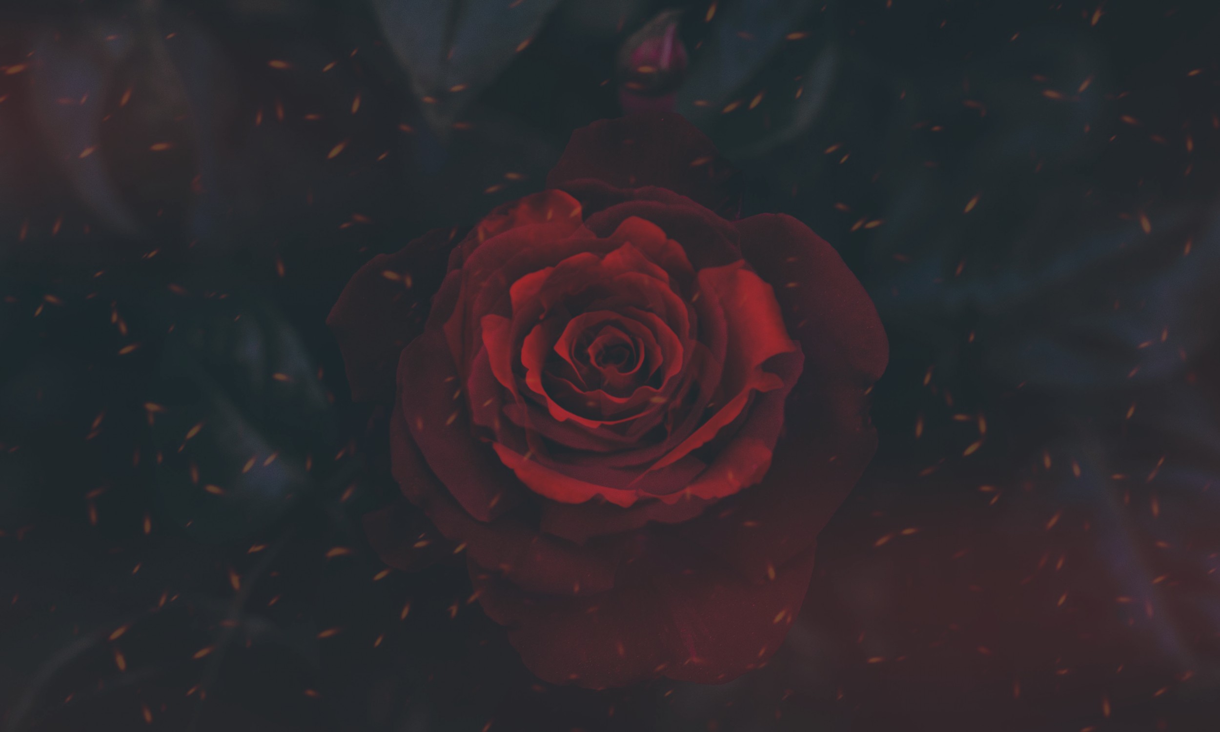 rose, Nature Wallpaper