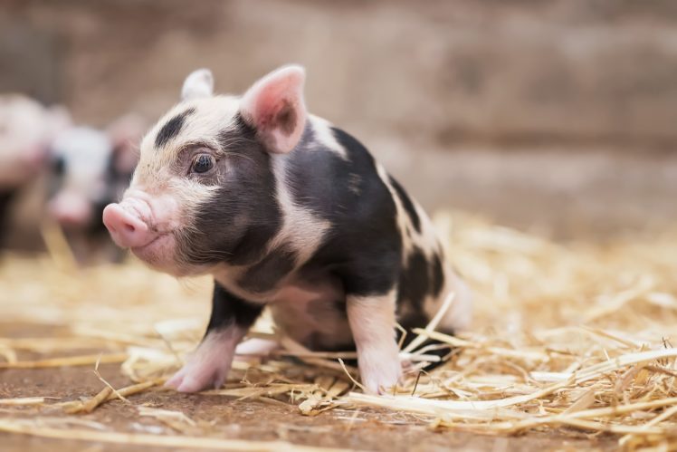 baby animals, Animals, Pigs HD Wallpaper Desktop Background