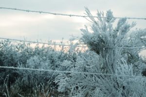 winter, Ice, Cold, Overcast, Barbed wire, Overgrown, Trees