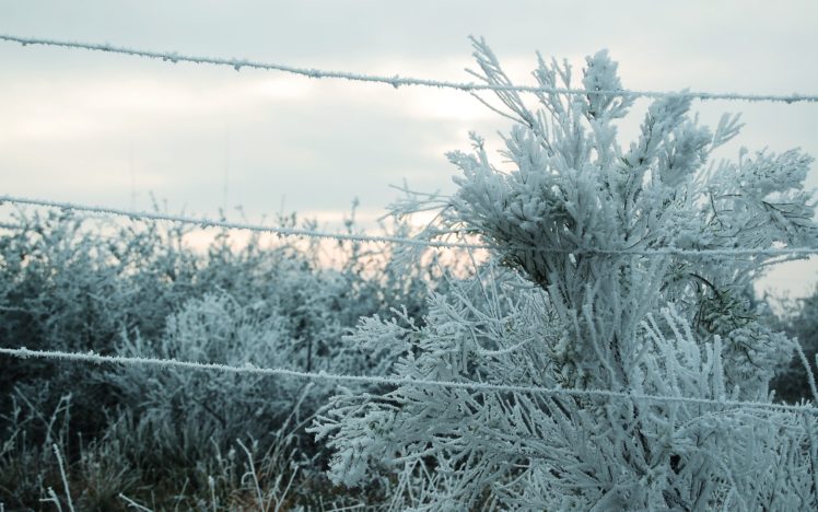 winter, Ice, Cold, Overcast, Barbed wire, Overgrown, Trees HD Wallpaper Desktop Background
