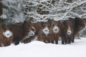 animals, Winter, Snow, Pigs