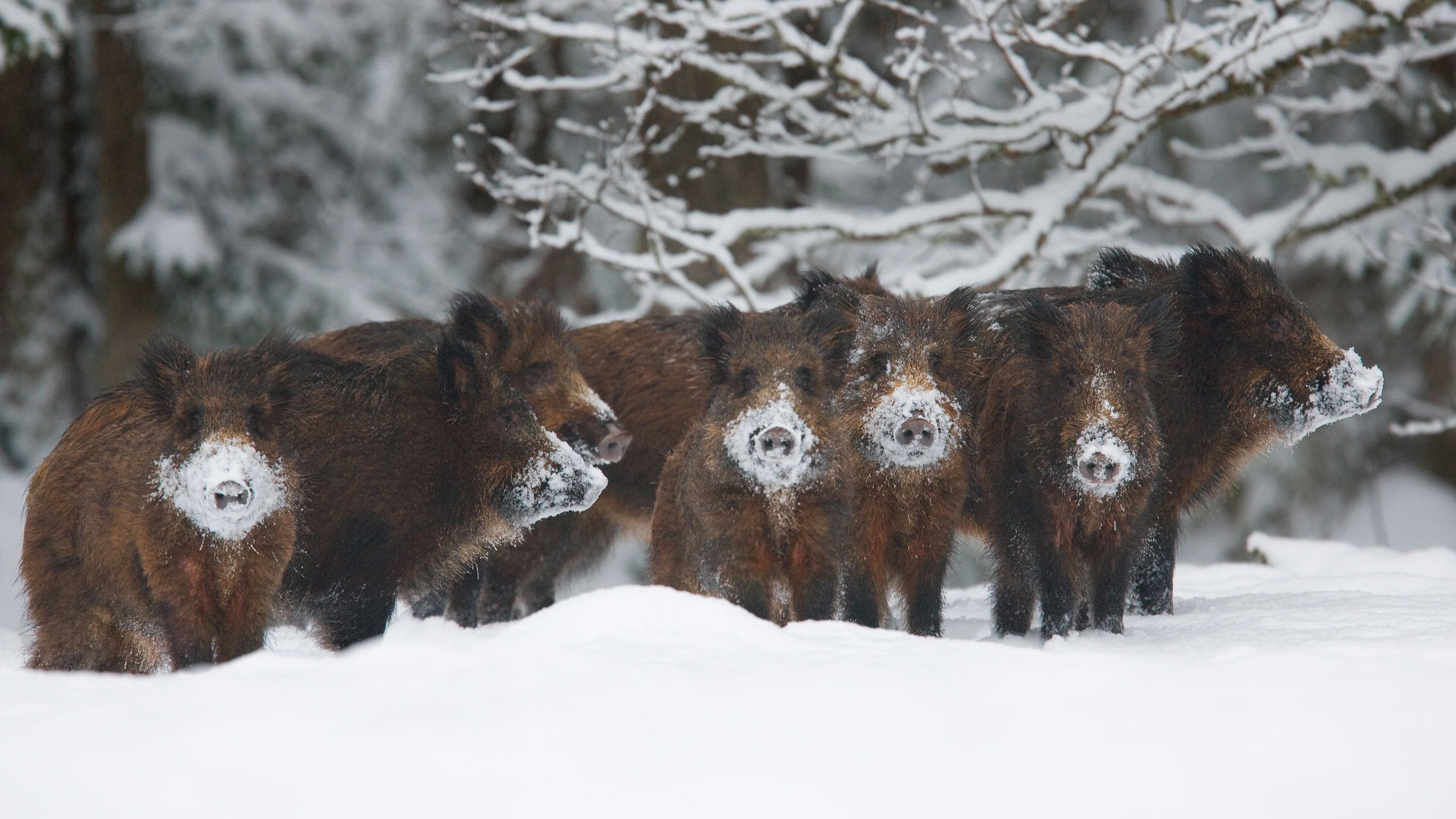 animals, Winter, Snow, Pigs Wallpaper