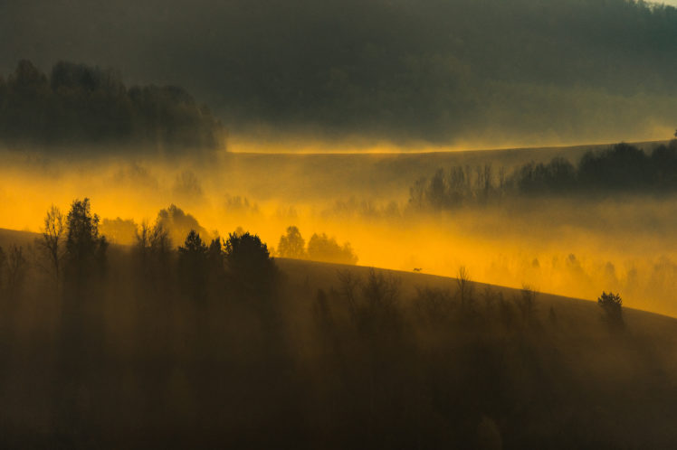 nature, Landscape, Mist, Trees, Hills, Morning, Sunlight, Forest, Deer, Slovakia HD Wallpaper Desktop Background
