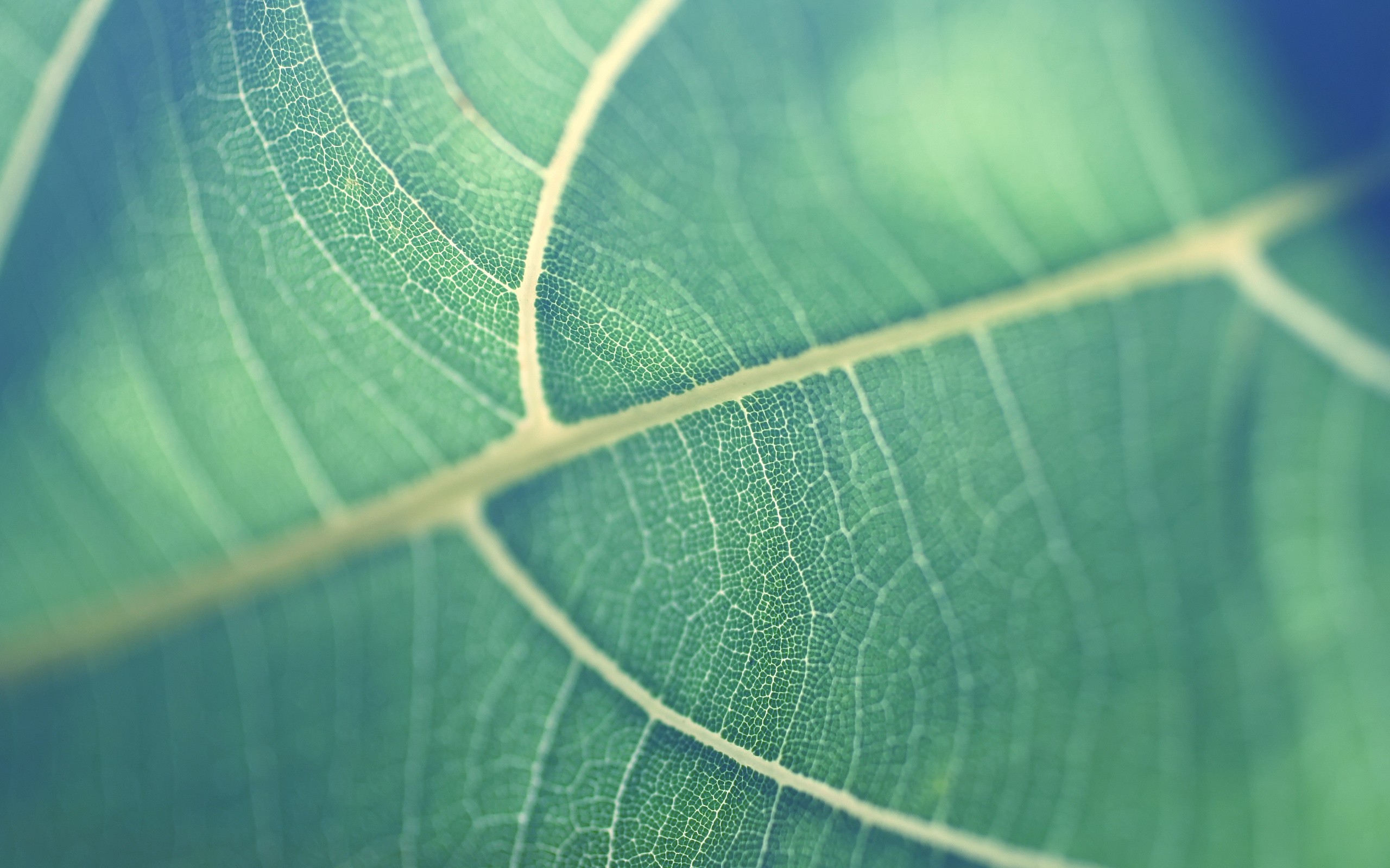 green, Leaves Wallpaper