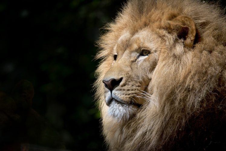 lion, Wildlife, Africa, Photography, Simple HD Wallpaper Desktop Background