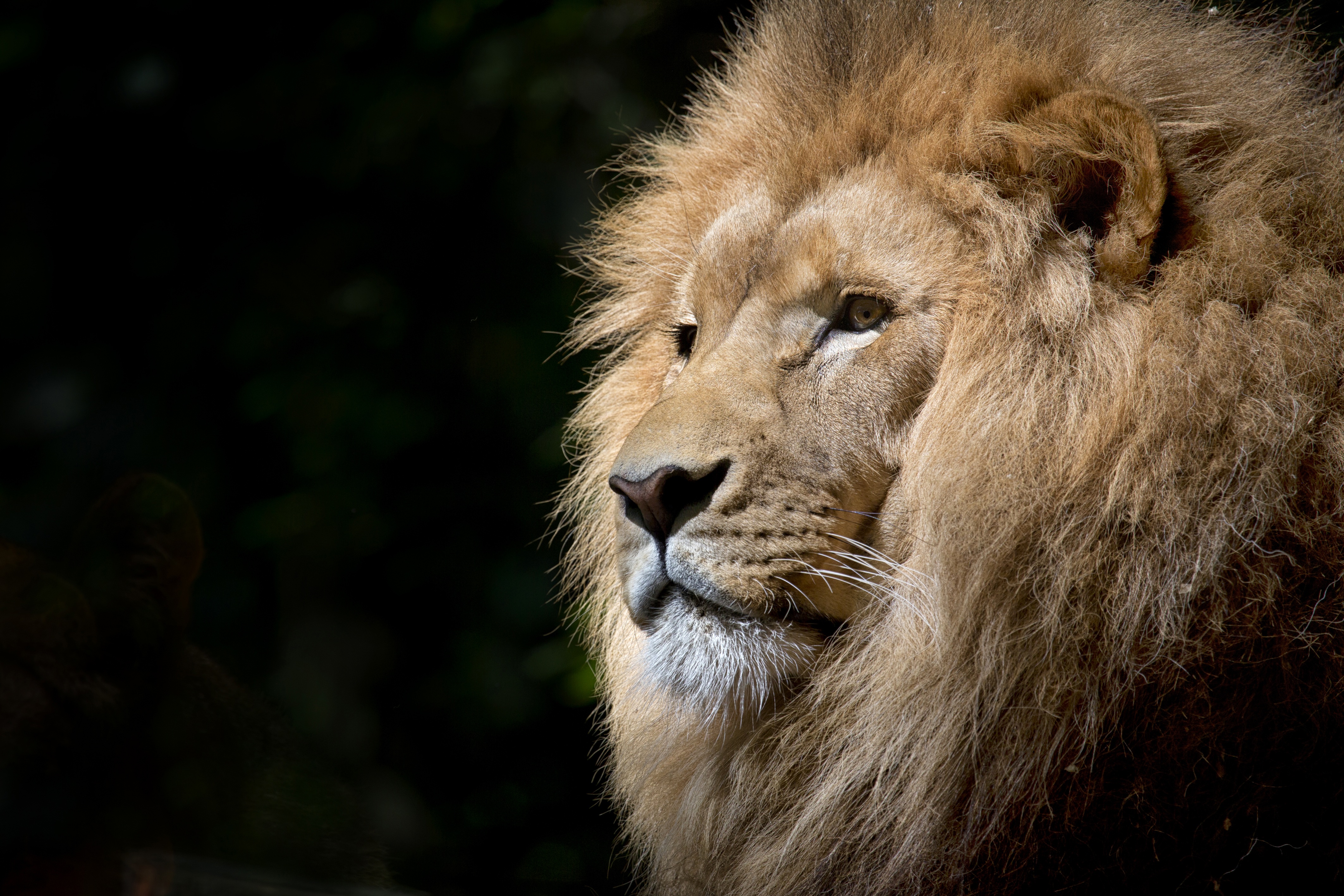 lion, Wildlife, Africa, Photography, Simple Wallpaper