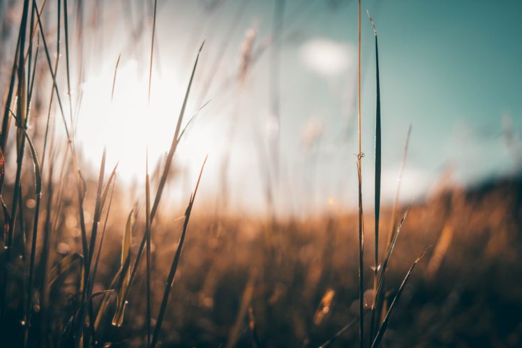 grass, Plants, Nature, Sunlight HD Wallpaper Desktop Background