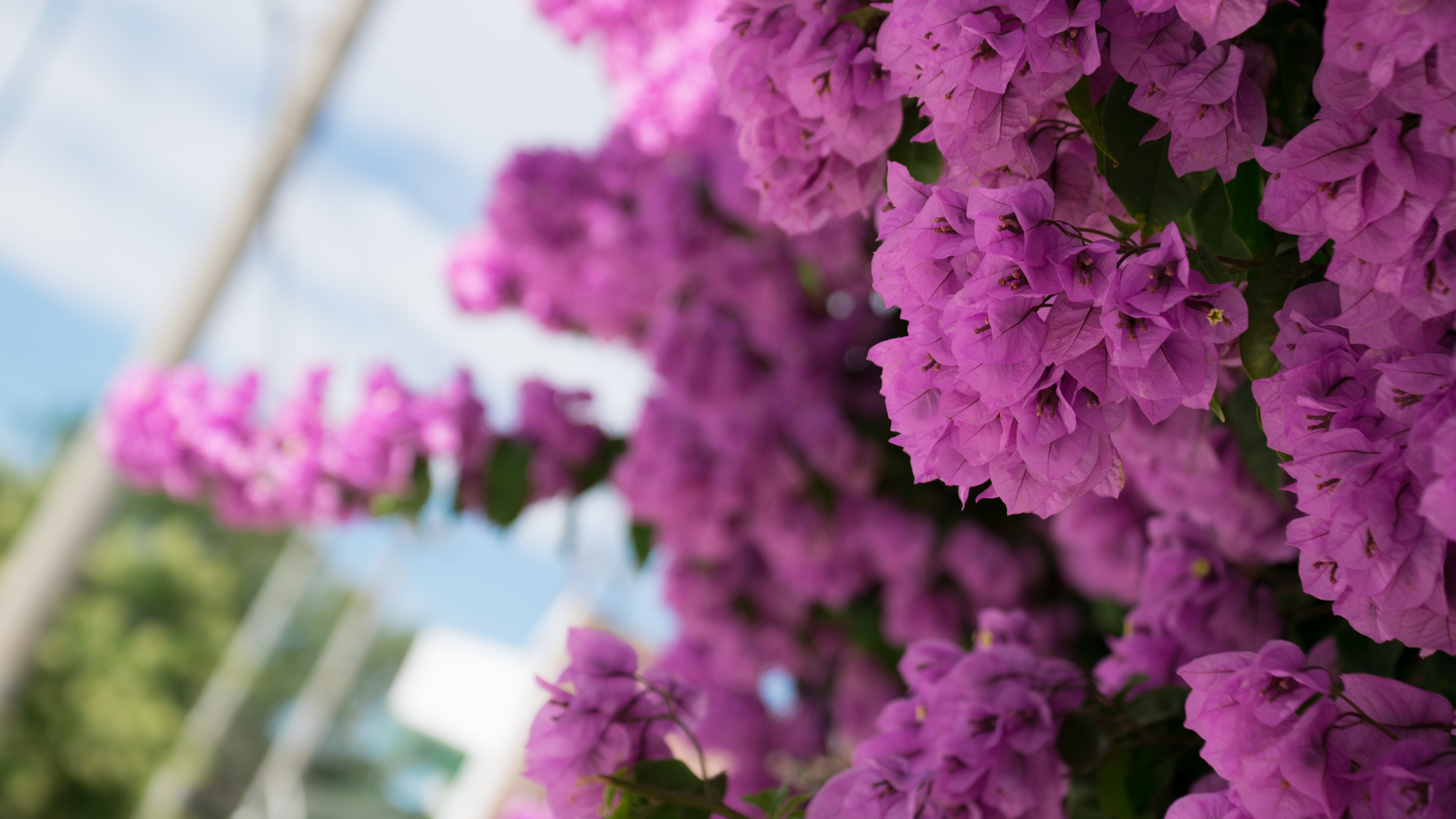flowers, Pink, Nature Wallpaper