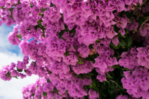flowers, Pink, Nature, Bougainvillea