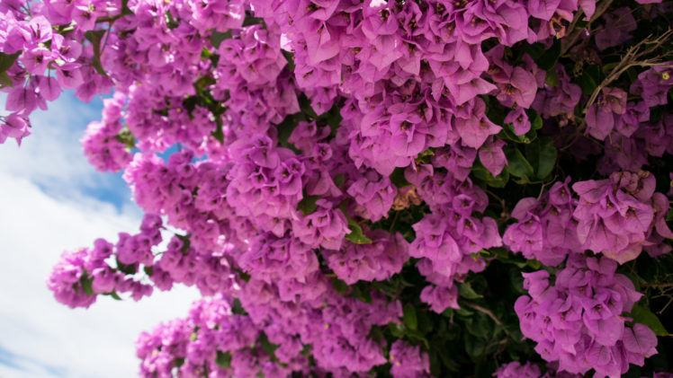 flowers, Pink, Nature, Bougainvillea HD Wallpaper Desktop Background