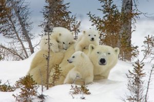 bears, Polar bears, Baby animals, Snow, Nature