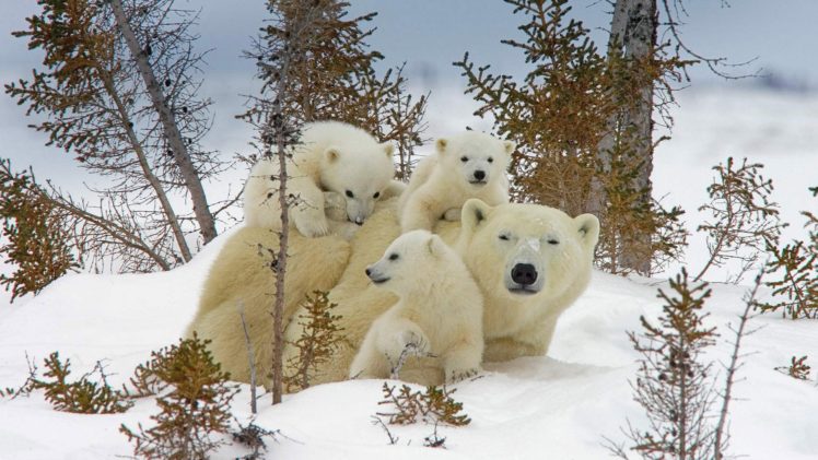 bears, Polar bears, Baby animals, Snow, Nature HD Wallpaper Desktop Background