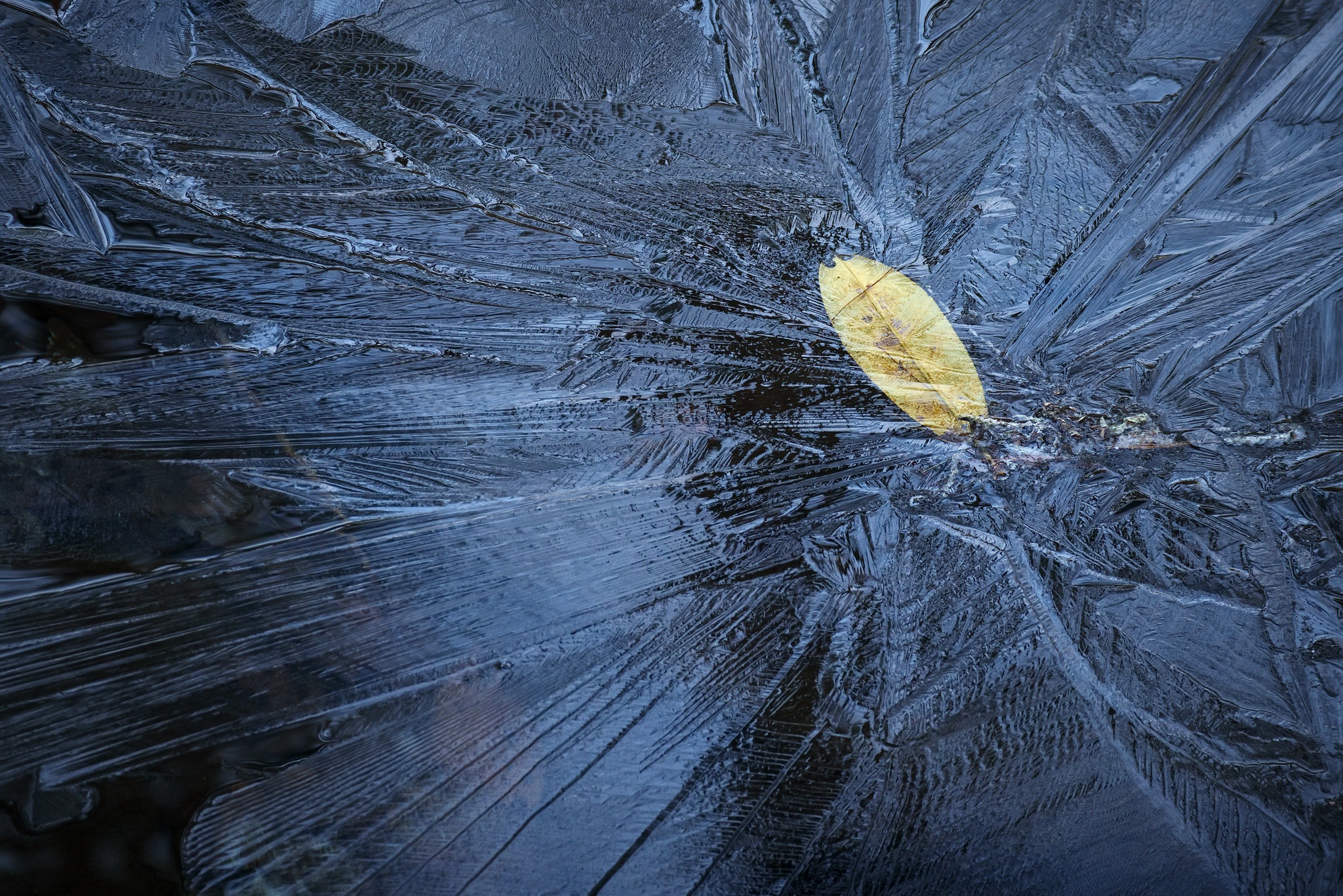 ice, Winter, Cold, Leaves Wallpaper