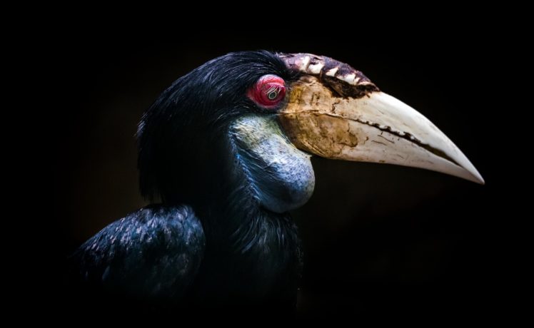 animals, Birds HD Wallpaper Desktop Background