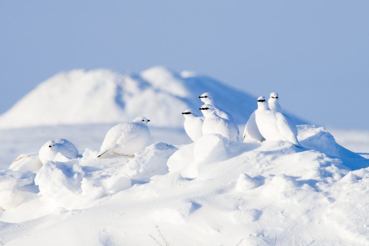 snow, Winter, White, Birds, Animals HD Wallpaper Desktop Background