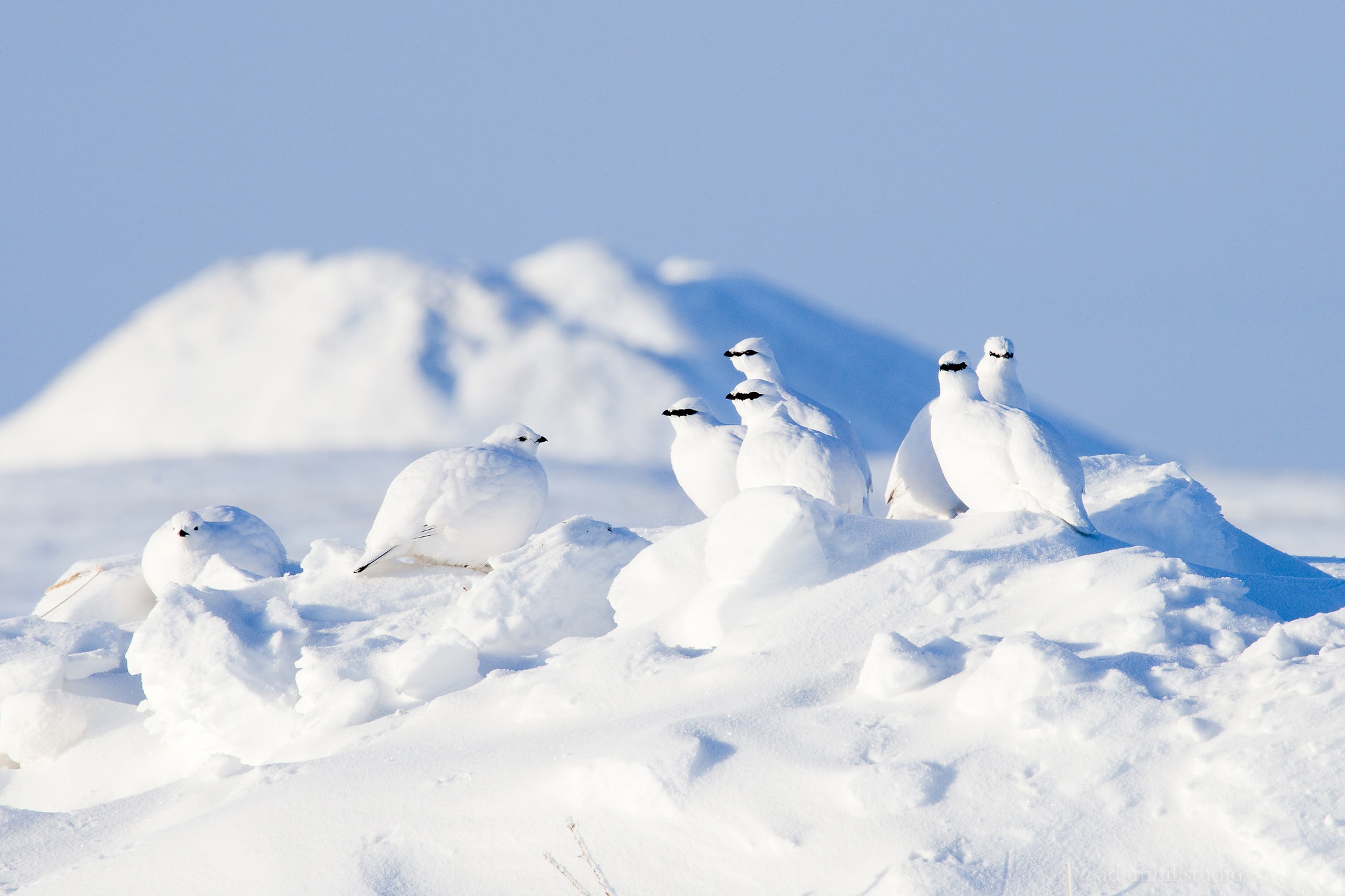 snow, Winter, White, Birds, Animals Wallpapers HD / Desktop and Mobile