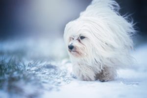 dog, Animals, Snow, White