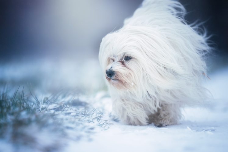 dog, Animals, Snow, White HD Wallpaper Desktop Background