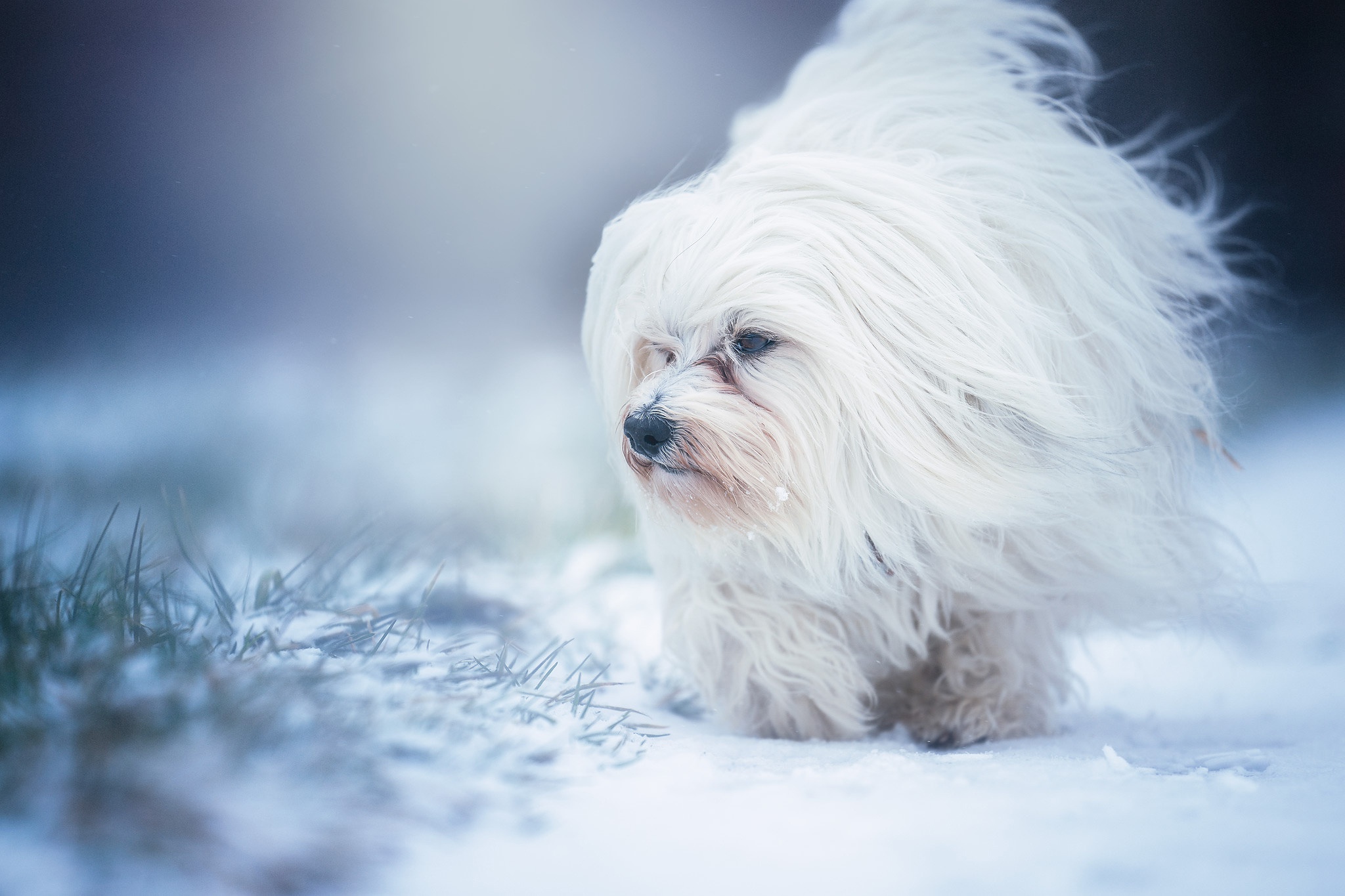 dog, Animals, Snow, White Wallpaper