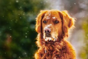 snow, Dog, Animals
