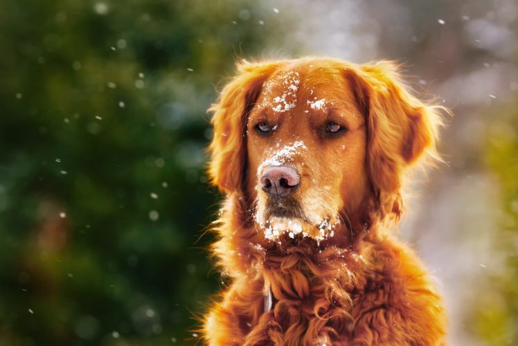 snow, Dog, Animals HD Wallpaper Desktop Background
