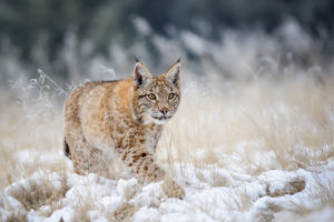 Eurasian Lynx Cub Walking On Snow With High Yellow Grass