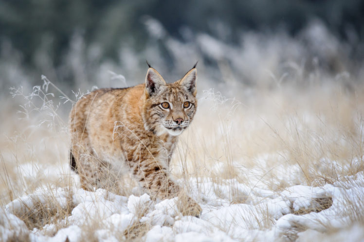 Eurasian Lynx Cub Walking On Snow With High Yellow Grass HD Wallpaper Desktop Background