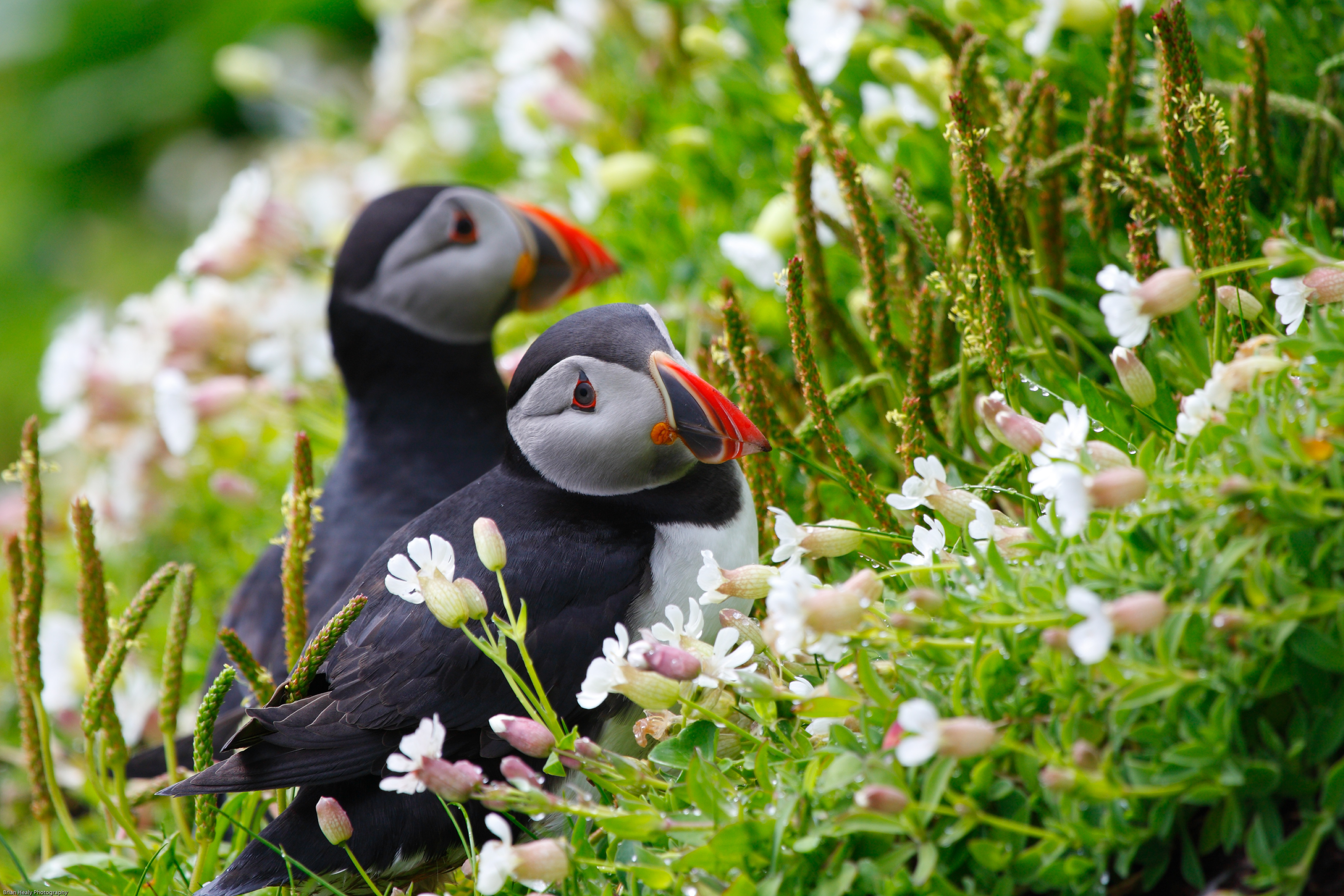 Pair Of Atlantic Puffins Wallpaper