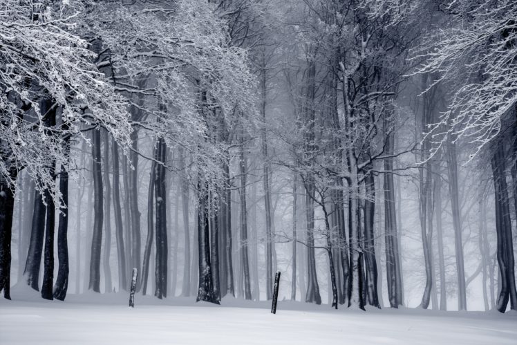 trees, Snow, Mist, Monochrome, Winter HD Wallpaper Desktop Background