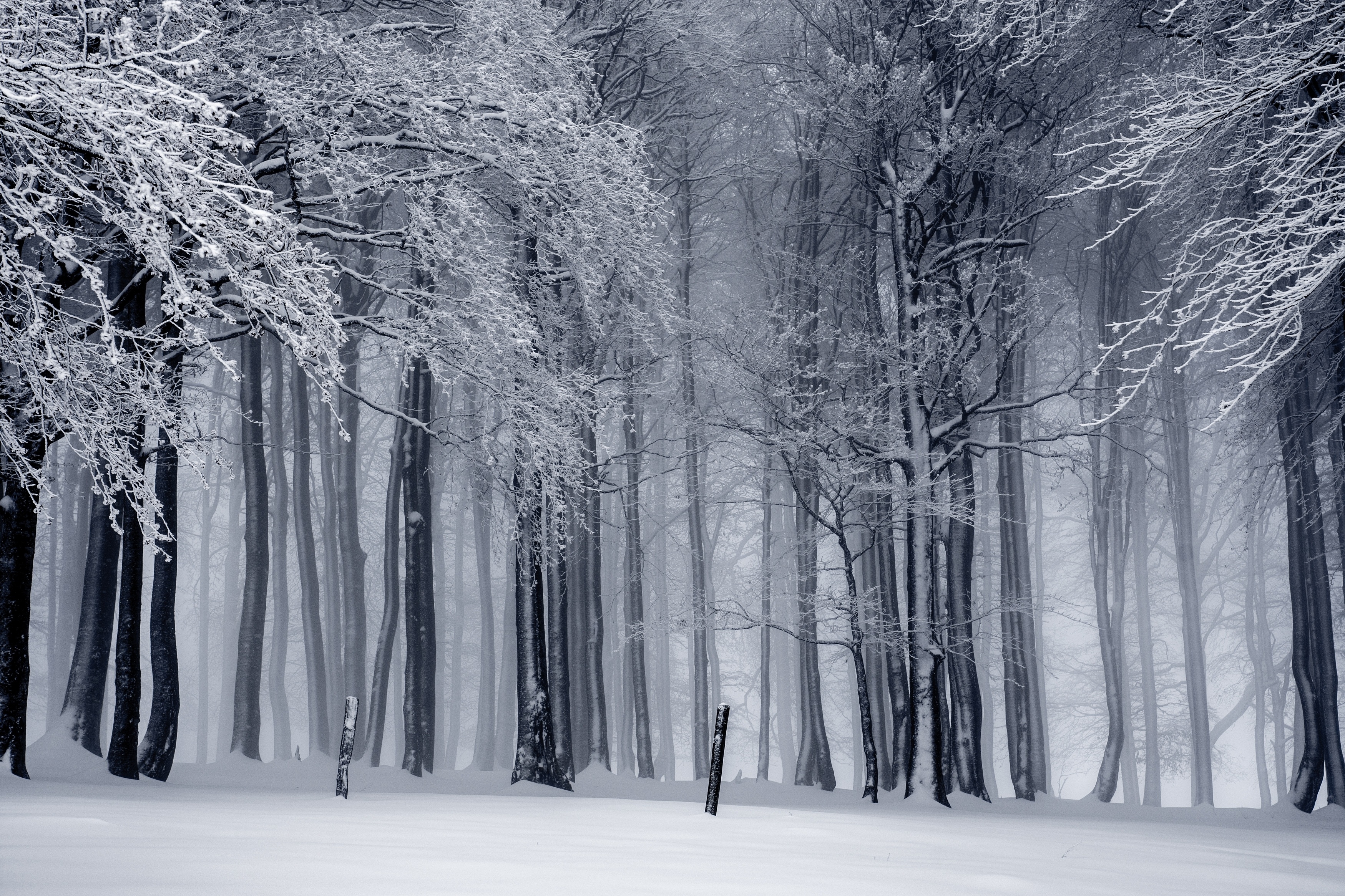 trees, Snow, Mist, Monochrome, Winter Wallpaper